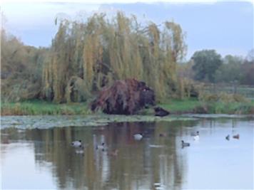 After the Storm - The All Saints' Weeping Willow