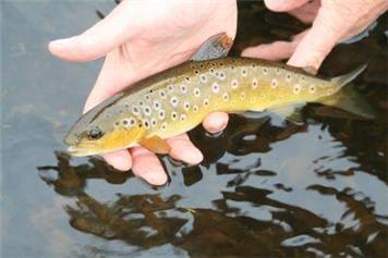 PillHill Brook River Restoration Work