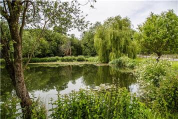 The All Saints' Weeping Willow